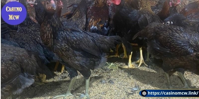Đánh giá sức mạnh khách quan của gà chân xanh